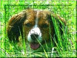 Hunde-Puzzel