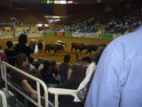 2008 - Rodeo, Charlotte, USA