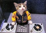 dj katze