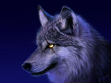 Injured_Wolf