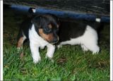 jack russel welpe