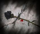 schwarze_rose_mit_blut