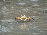 Crab