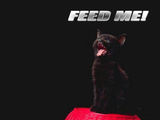 feed me