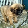 leonberger welpe