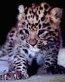 Baby_Cheetah