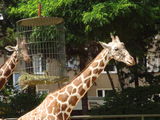 Giraffen