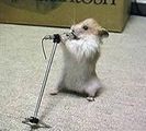 hamster rockt